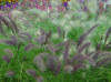 Panicum miliaceum Violaceum - Millet